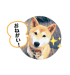 ♡うちのコタちゃん♡（個別スタンプ：13）