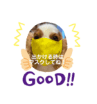 でっぱりんわんこTERRA（個別スタンプ：3）