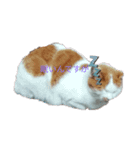 dog＆cat0405（個別スタンプ：1）