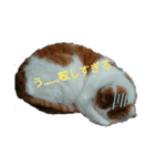 dog＆cat0405（個別スタンプ：2）