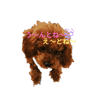 dog＆cat0405（個別スタンプ：6）