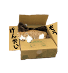 うちのあんこときなこ（個別スタンプ：6）