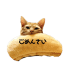うちのあんこときなこ（個別スタンプ：8）