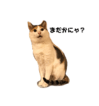 三毛猫の男子ふーちゃんスタンプ（個別スタンプ：1）