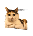 三毛猫の男子ふーちゃんスタンプ（個別スタンプ：2）