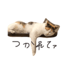 三毛猫の男子ふーちゃんスタンプ（個別スタンプ：3）