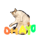 三毛猫の男子ふーちゃんスタンプ（個別スタンプ：4）