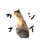 三毛猫の男子ふーちゃんスタンプ（個別スタンプ：5）