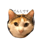 三毛猫の男子ふーちゃんスタンプ（個別スタンプ：6）