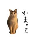三毛猫の男子ふーちゃんスタンプ（個別スタンプ：7）
