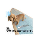 ダックス☆ひろしの海系スタンプ（個別スタンプ：2）