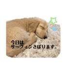 ダックス☆ひろしの海系スタンプ（個別スタンプ：3）