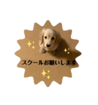 ダックス☆ひろしの海系スタンプ（個別スタンプ：13）