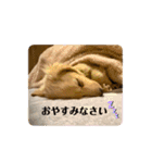 ダックス☆ひろしの海系スタンプ（個別スタンプ：17）