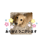 ダックス☆ひろしの海系スタンプ（個別スタンプ：22）