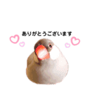 シルバー文鳥のふくちゃん（個別スタンプ：1）