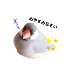 シルバー文鳥のふくちゃん（個別スタンプ：2）