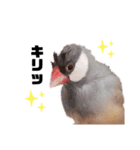 シルバー文鳥のふくちゃん（個別スタンプ：4）