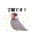 シルバー文鳥のふくちゃん（個別スタンプ：5）