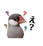 シルバー文鳥のふくちゃん（個別スタンプ：6）