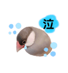 シルバー文鳥のふくちゃん（個別スタンプ：7）