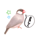 シルバー文鳥のふくちゃん（個別スタンプ：8）