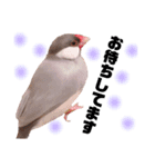 シルバー文鳥のふくちゃん（個別スタンプ：9）
