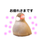 シルバー文鳥のふくちゃん（個別スタンプ：10）