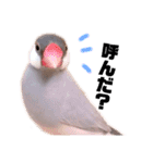 シルバー文鳥のふくちゃん（個別スタンプ：11）