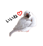 シルバー文鳥のふくちゃん（個別スタンプ：12）