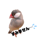 シルバー文鳥のふくちゃん（個別スタンプ：13）