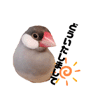シルバー文鳥のふくちゃん（個別スタンプ：14）