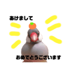 シルバー文鳥のふくちゃん（個別スタンプ：15）