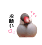 シルバー文鳥のふくちゃん（個別スタンプ：16）