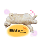 琥珀の仲間①（個別スタンプ：1）