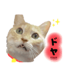 琥珀の仲間①（個別スタンプ：2）