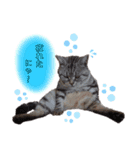 琥珀の仲間①（個別スタンプ：5）