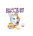 コーギーのりんりん（個別スタンプ：1）