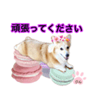 コーギーのりんりん（個別スタンプ：3）