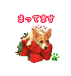 コーギーのりんりん（個別スタンプ：4）