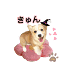 コーギーのりんりん（個別スタンプ：6）