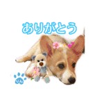 コーギーのりんりん（個別スタンプ：11）
