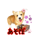 コーギーのりんりん（個別スタンプ：13）