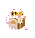 コーギーのりんりん（個別スタンプ：15）