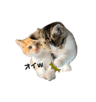 子猫のふうたと兄弟2（個別スタンプ：2）