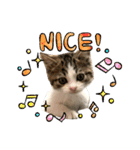 子猫のふうたと兄弟2（個別スタンプ：3）