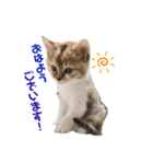 子猫のふうたと兄弟2（個別スタンプ：4）