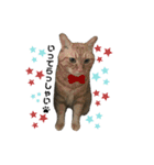 子猫のふうたと兄弟2（個別スタンプ：5）