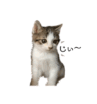 子猫のふうたと兄弟2（個別スタンプ：6）