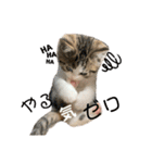 子猫のふうたと兄弟2（個別スタンプ：7）